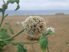 Varronia macrocephala