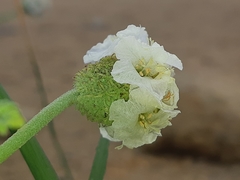 Varronia macrocephala