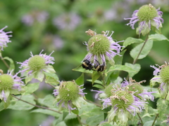 Bombus auricomus