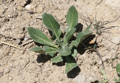 Centaurea diluta
