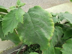 Varronia macrocephala