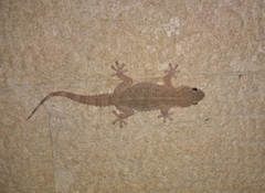 Tarentola mauritanica