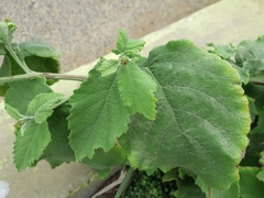 Varronia macrocephala