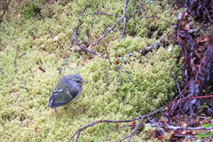 Acanthisitta chloris