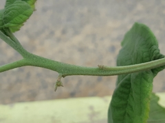 Varronia macrocephala