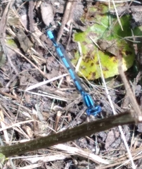 Enallagma doubledayi