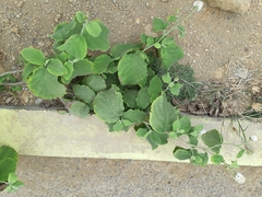 Varronia macrocephala