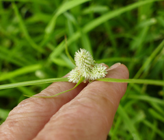 Cyperus sesquiflorus
