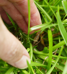 Cyperus sesquiflorus