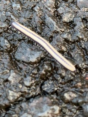 Spirobolellus immigrans