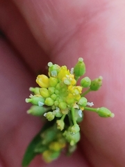 Rorippa hispida