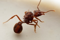 Trachymyrmex desertorum
