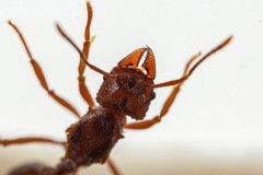 Trachymyrmex desertorum