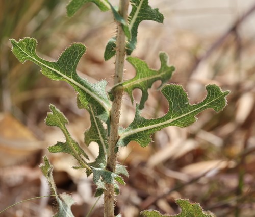 photo of Prickly Lettuce (Lactuca serriola)