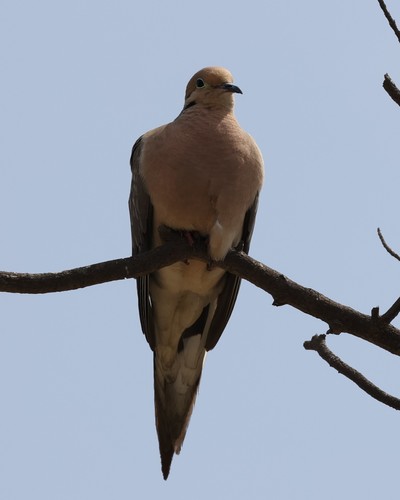 photo of Mourning Dove (Zenaida macroura)