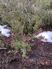 Gaultheria poeppigii