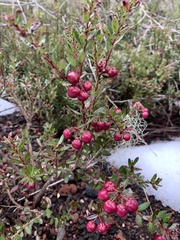 Gaultheria poeppigii
