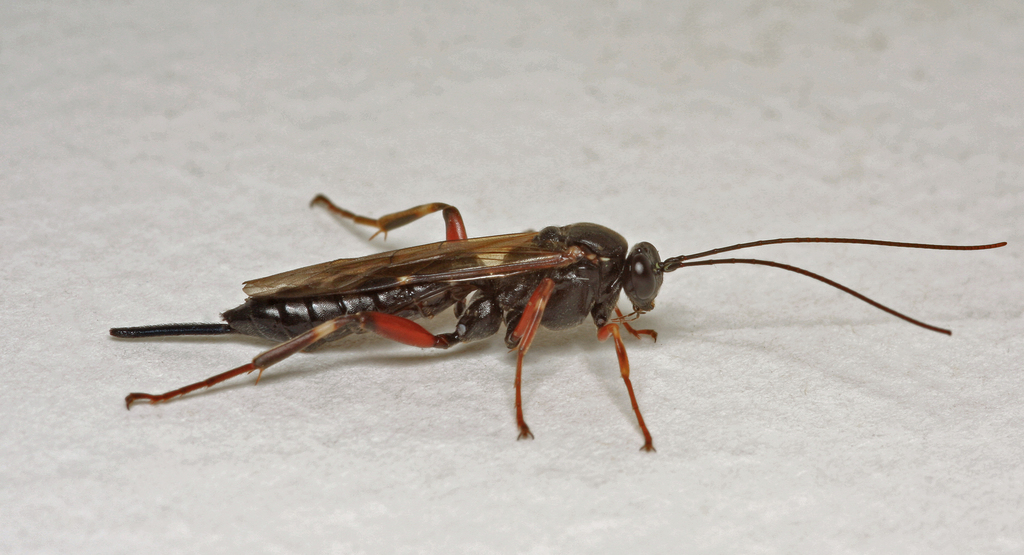 Pimpla turionellae