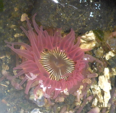 Aulactinia incubans