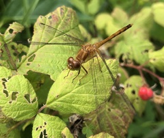 Sympetrum