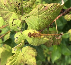 Sympetrum