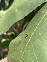 Caryomyia urnula