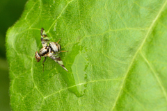 Dyscrasis hendeli