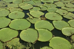 Victoria amazonica