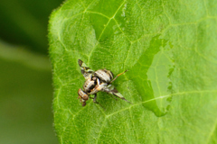 Dyscrasis hendeli