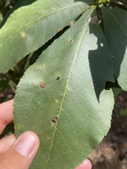 Caryomyia urnula