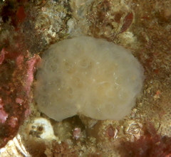 Polycitoridae