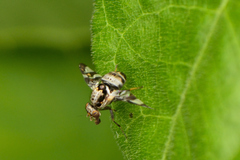 Dyscrasis hendeli