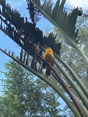 Ploceus castaneiceps