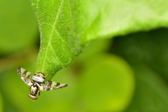 Dyscrasis hendeli
