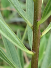 Asclepias hirtella
