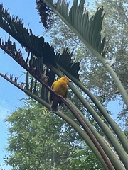 Ploceus castaneiceps