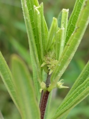 Asclepias hirtella