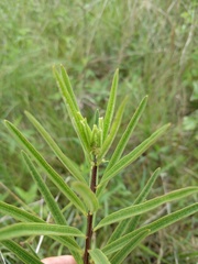 Asclepias hirtella
