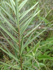 Asclepias hirtella