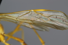 Enicospilus peigleri