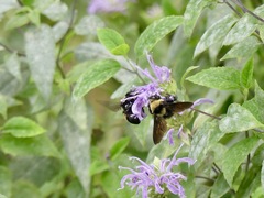 Bombus auricomus