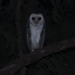 Northern Australian Masked Owl - Photo (c) Helen Cross, some rights reserved (CC BY-NC), uploaded by Helen Cross