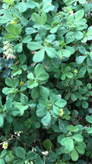 Trifolium dubium