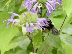 Bombus auricomus