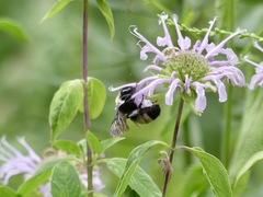 Bombus auricomus