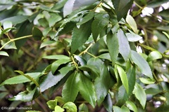 Laurelia sempervirens