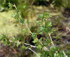 Ribes inerme inerme