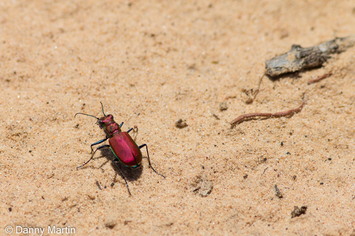 Big Sand Tiger Beetle