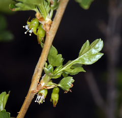 Ribes inerme inerme
