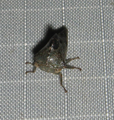 Telamona decorata